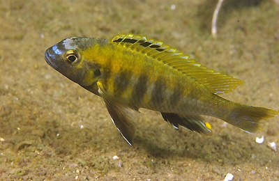 Tropheops sp. 'masimbwe' Crocodile Rocks